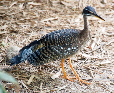 [Smallish bird with a very thin neck and a long pointed bill walks across the mulch. It has orange-yellow legs. It feathers are a pattern of black and brown stripes with a few white spots. It has two white stripes across its face leading to the bill.]